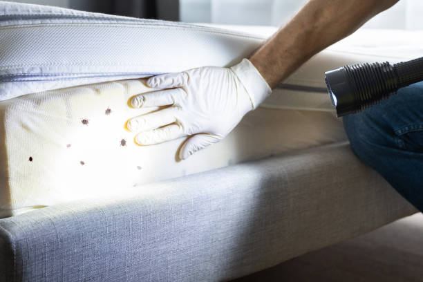 Flea Control Services in Carbondale, PA