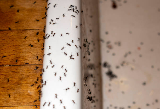 Pest Control Cost in Carbondale, PA