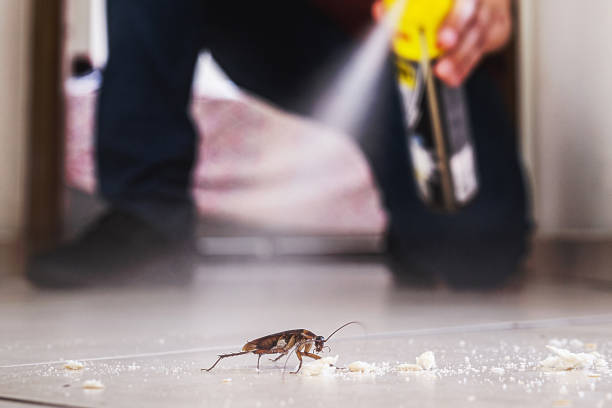 Reliable Carbondale, PA Pest Control Solutions
